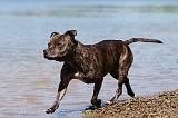 STAFFIE 165